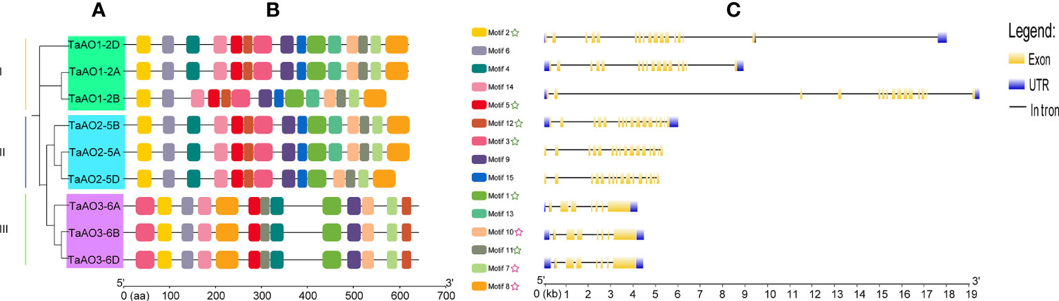 Frontiers | Genome-wide characterization of L-aspartate oxidase genes ...