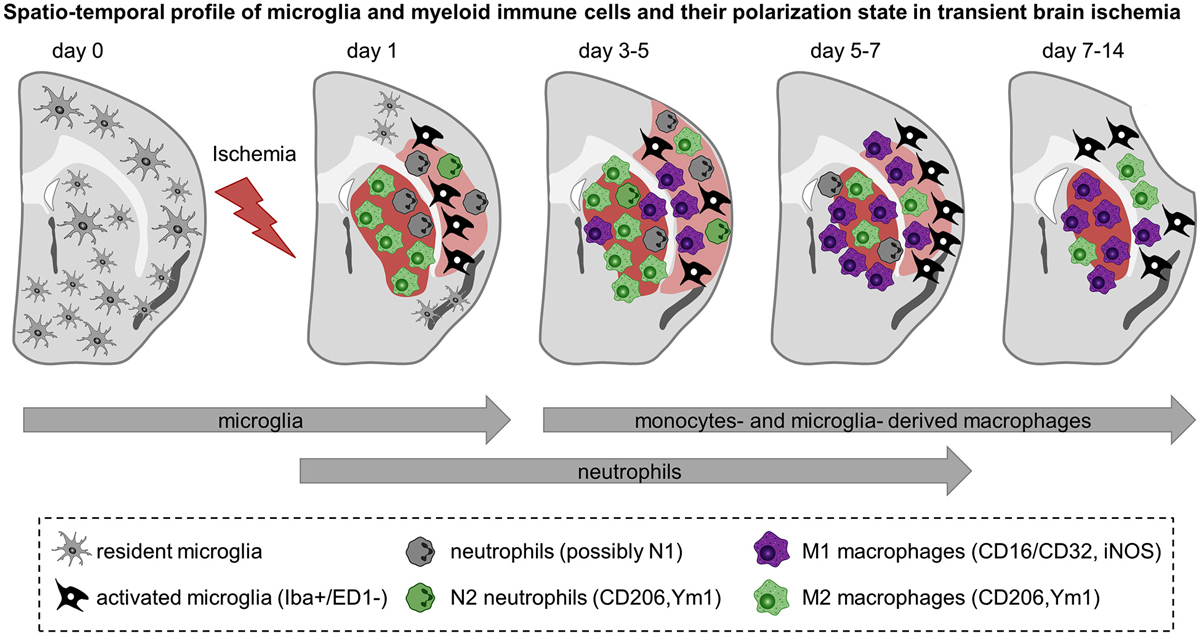 Frontiers The Role Of Microglia And Myeloid Immune Cells In Acute 0119