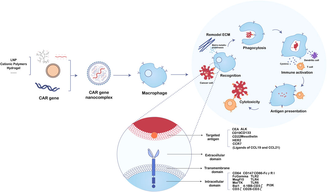 Frontiers | Emerging advances in nanobiomaterials-assisted chimeric ...