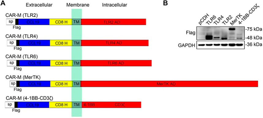 Frontiers | Emerging advances in nanobiomaterials-assisted