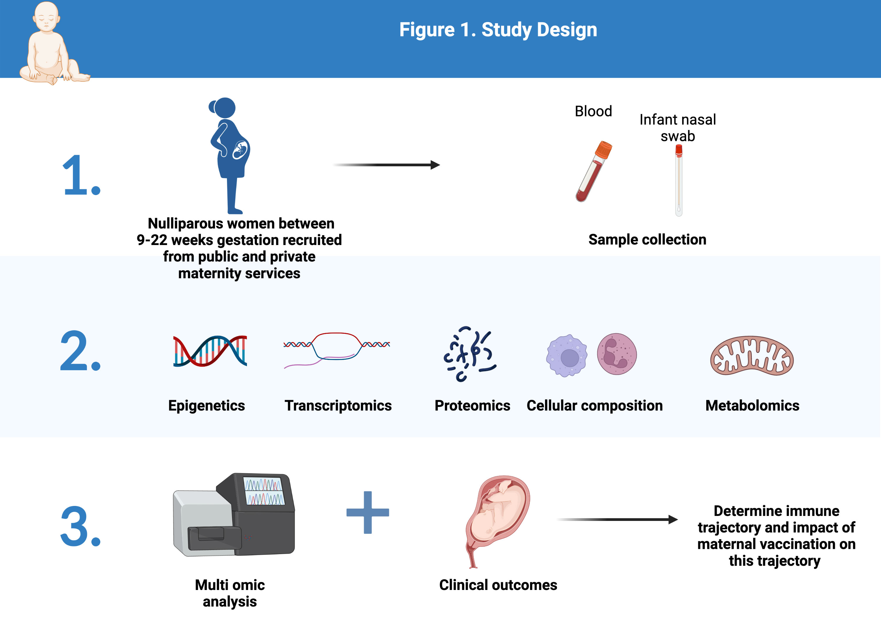 Frontiers The PRotective Effect of Maternal Immunisation on