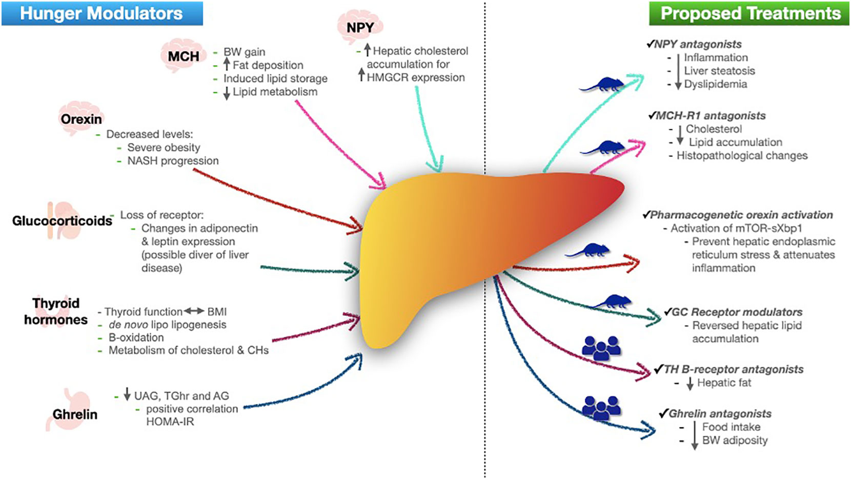 Frontiers | Hunger & satiety signals: another key mechanism involved in  the NAFLD pathway