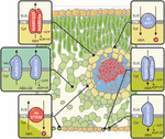 The Abscisic Acid Aba Pathways Affecting The Heat Response In Plants