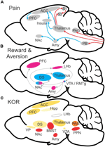 Frontiers | Does the kappa opioid receptor system contribute to pain ...