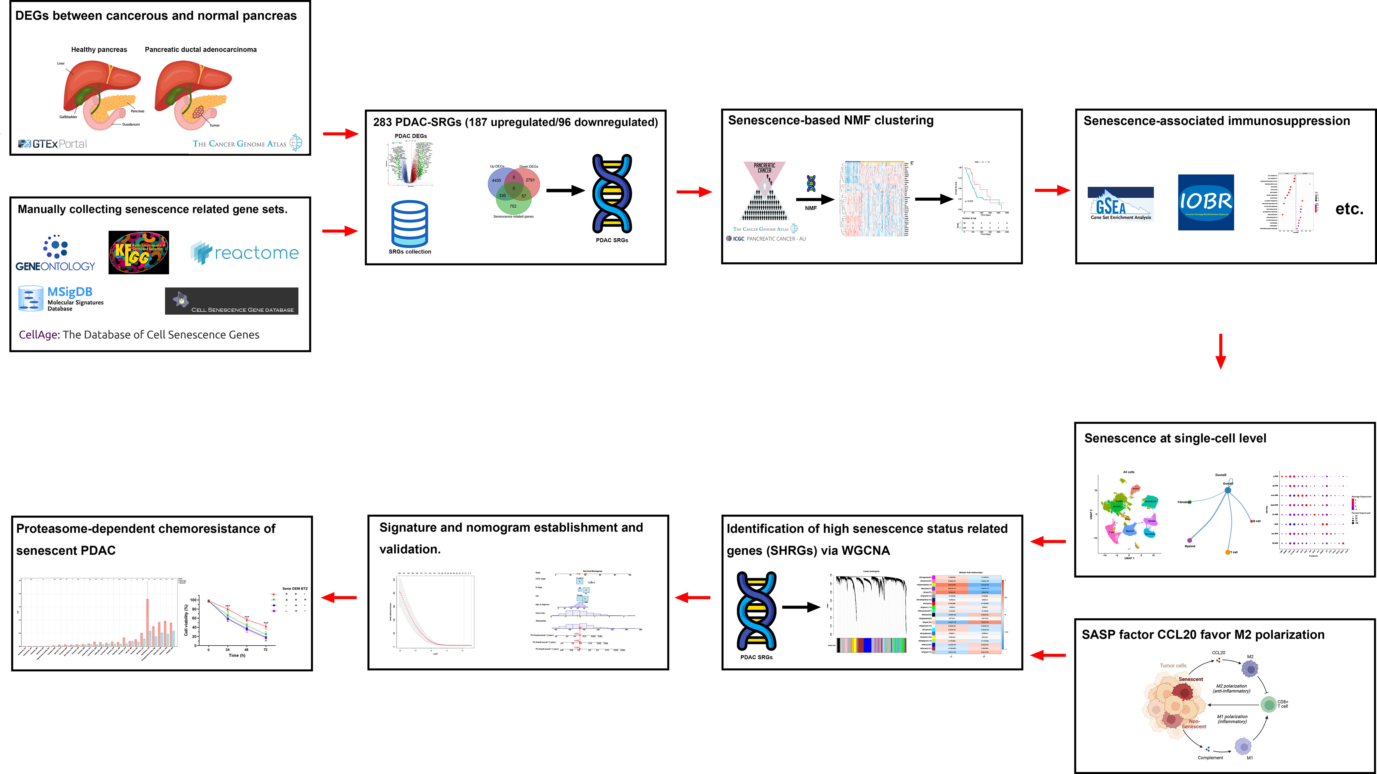 Frontiers | Proteasome-dependent Senescent Tumor Cells Mediate ...