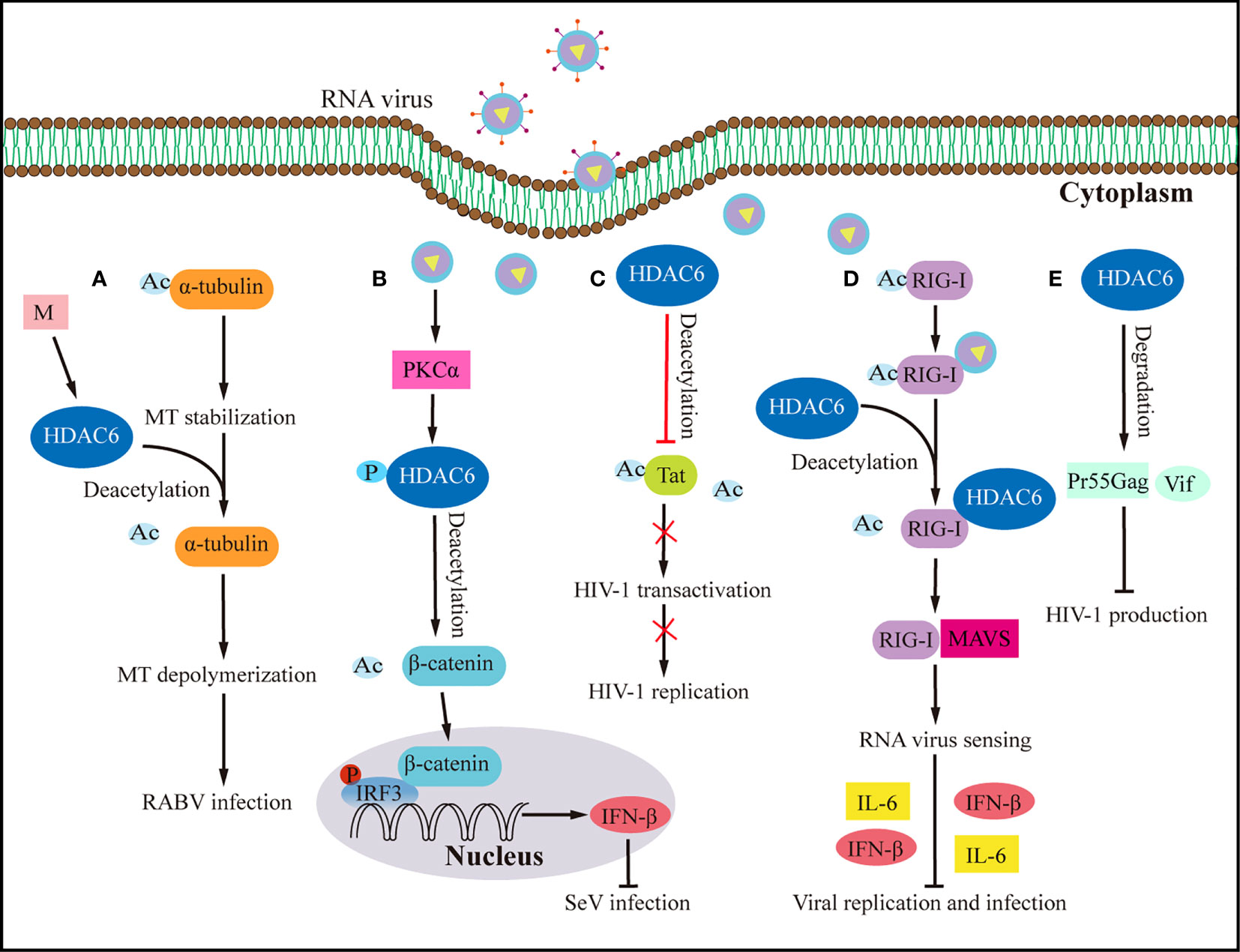 Frontiers | Histone deacetylase 6's function in viral infection 