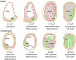 Frontiers | Imprinting in plants as a mechanism to generate seed ...