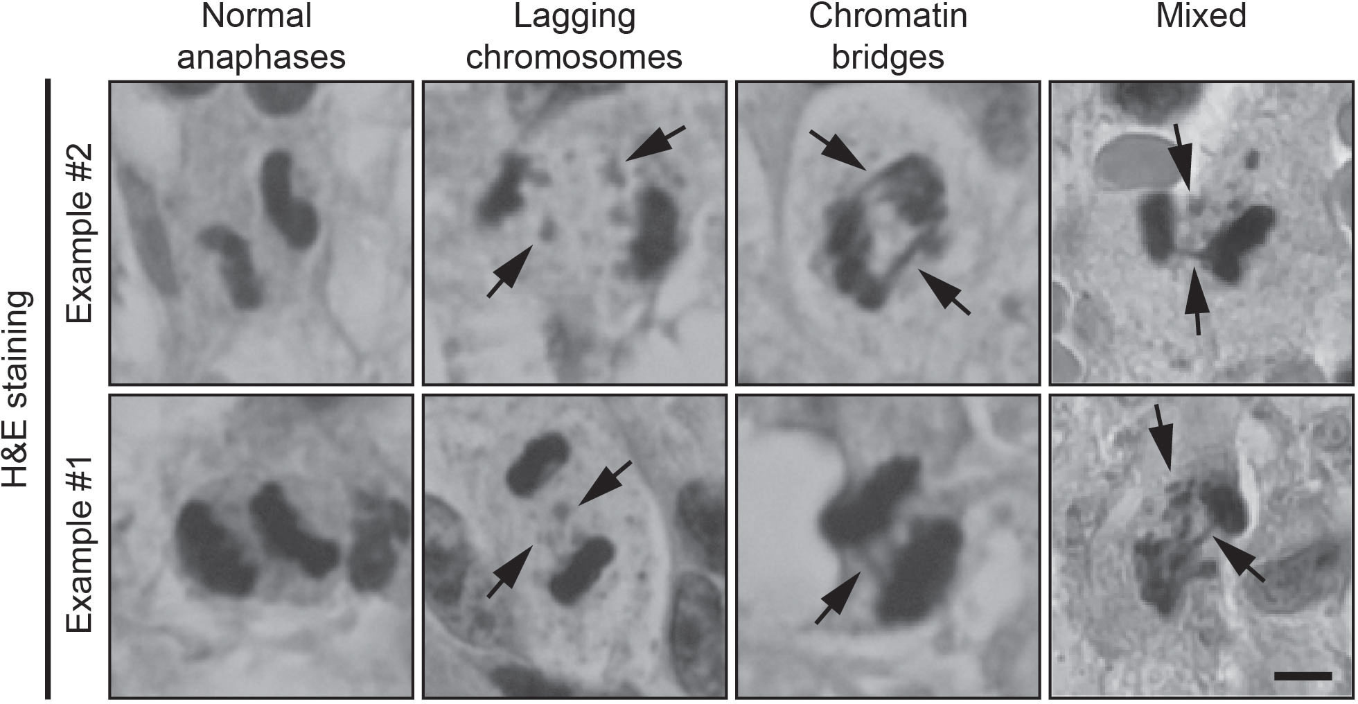 Frontiers Investigating chromosomal instability in long term