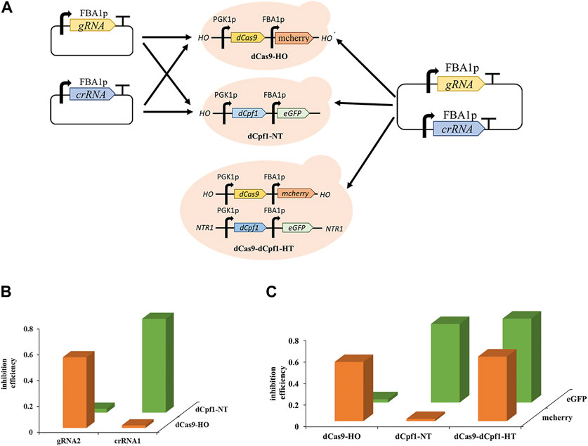 Frontiers | Quantitative And Modularized CRISPR/dCas9-dCpf1 Dual ...