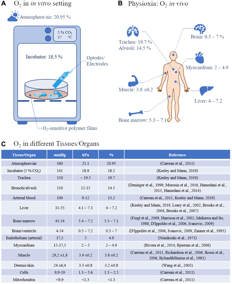 Frontiers  Physiological oxygen measurements in vitro