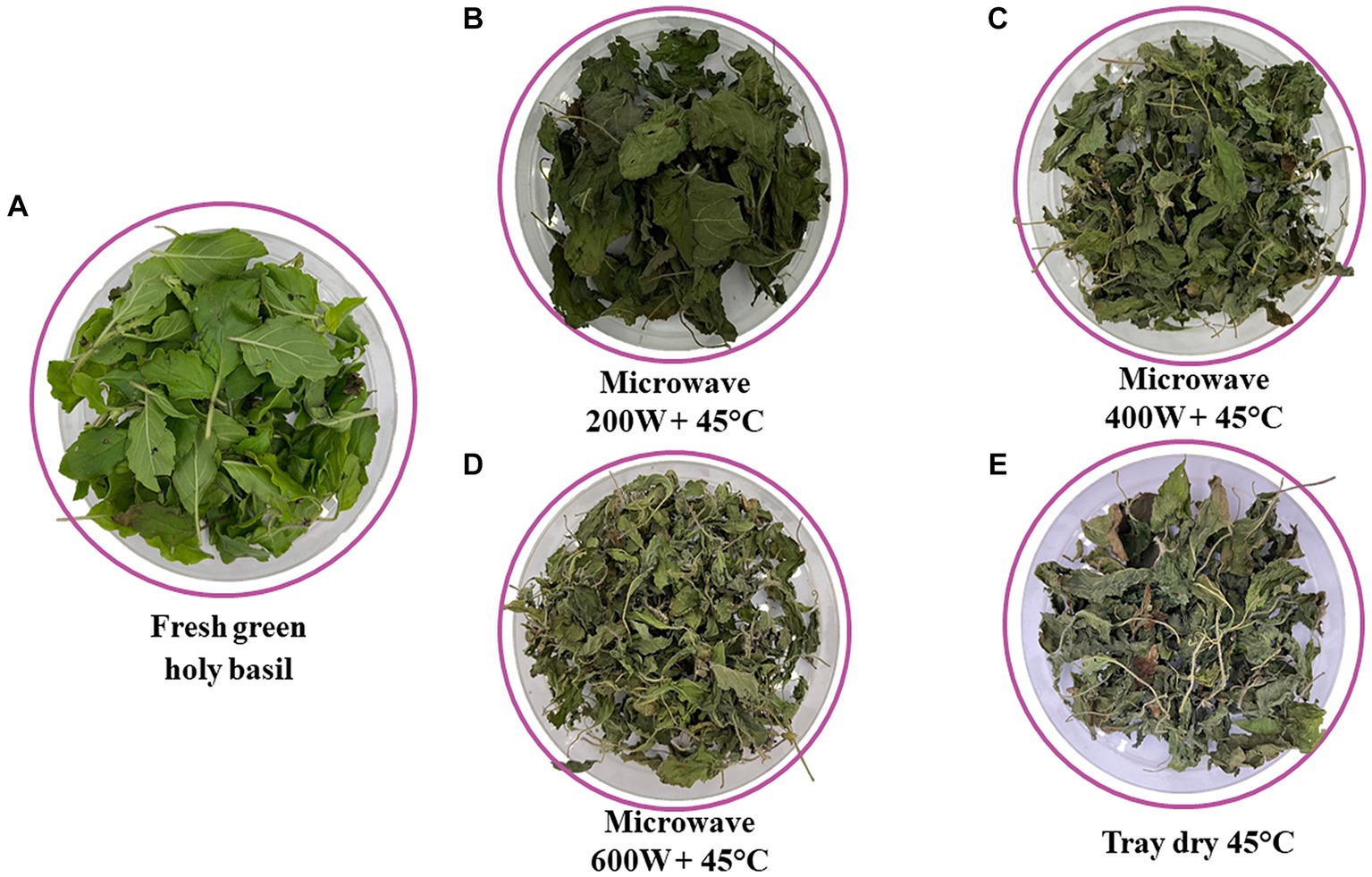 Frontiers Quality and bioactive compound accumulation in two