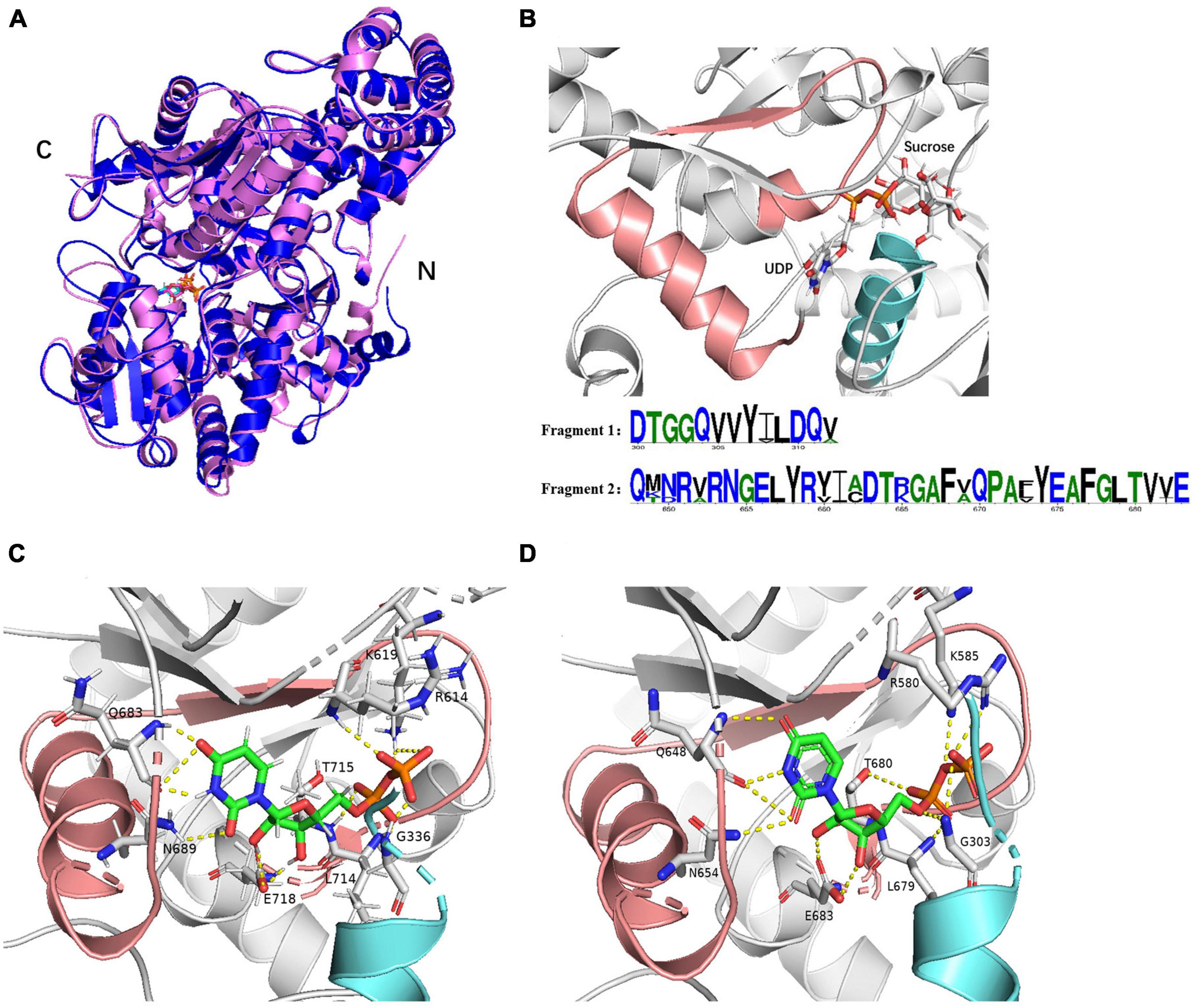 Frontiers | Identification of sucrose synthase from Micractinium 