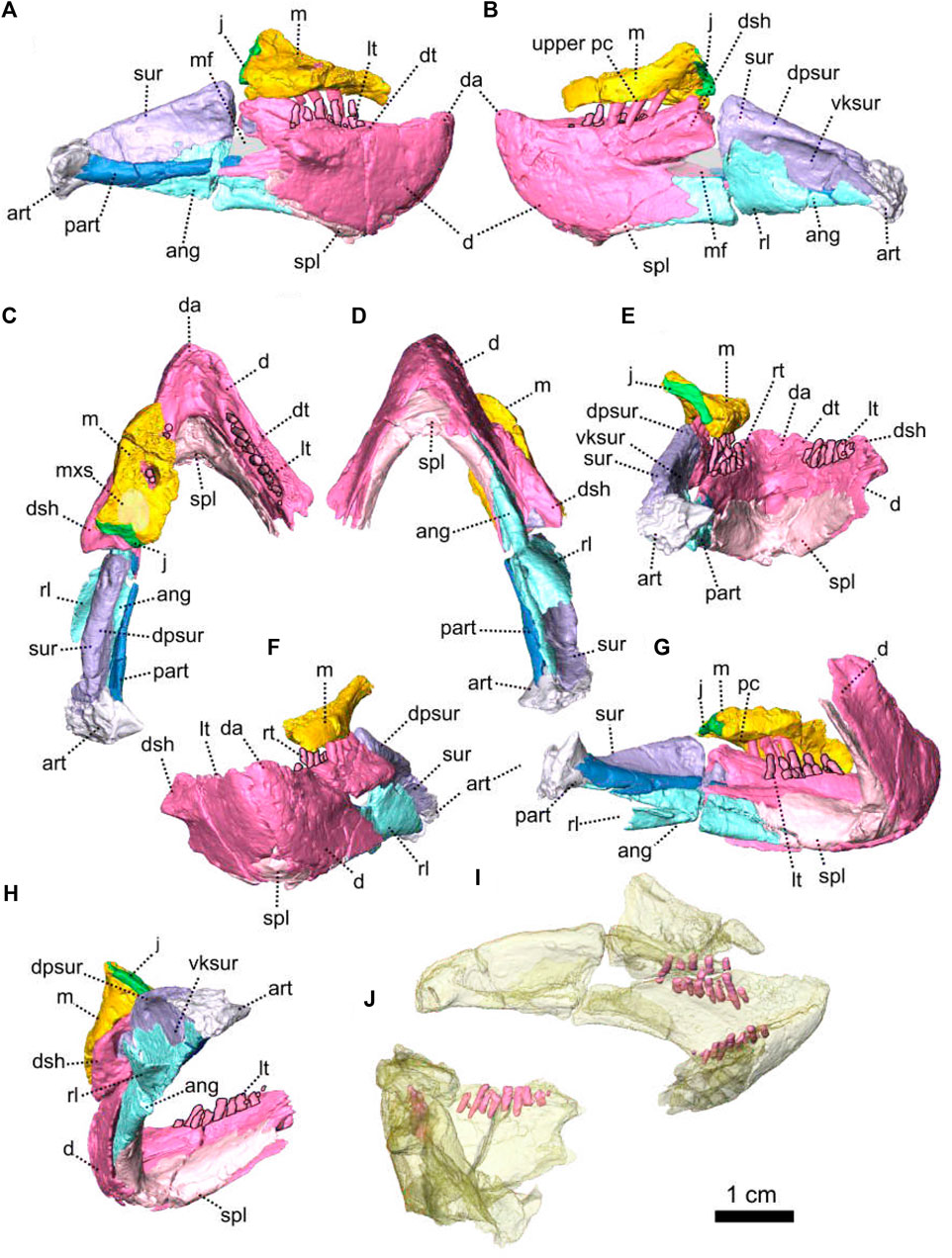 Specimens of Galesaurus planiceps included in the present study
