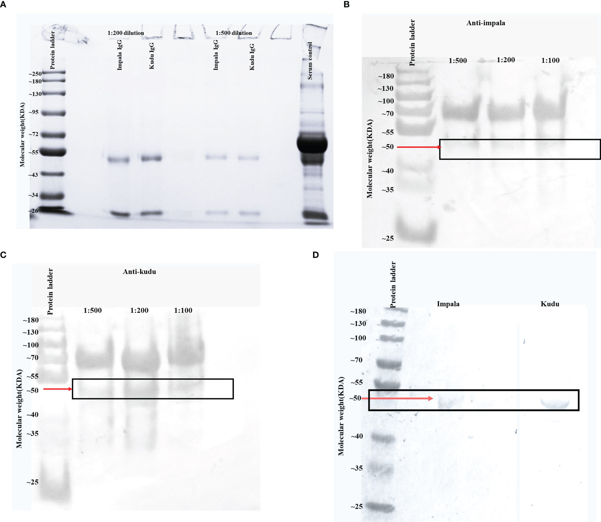 Frontiers | Development of conjugated secondary antibodies for