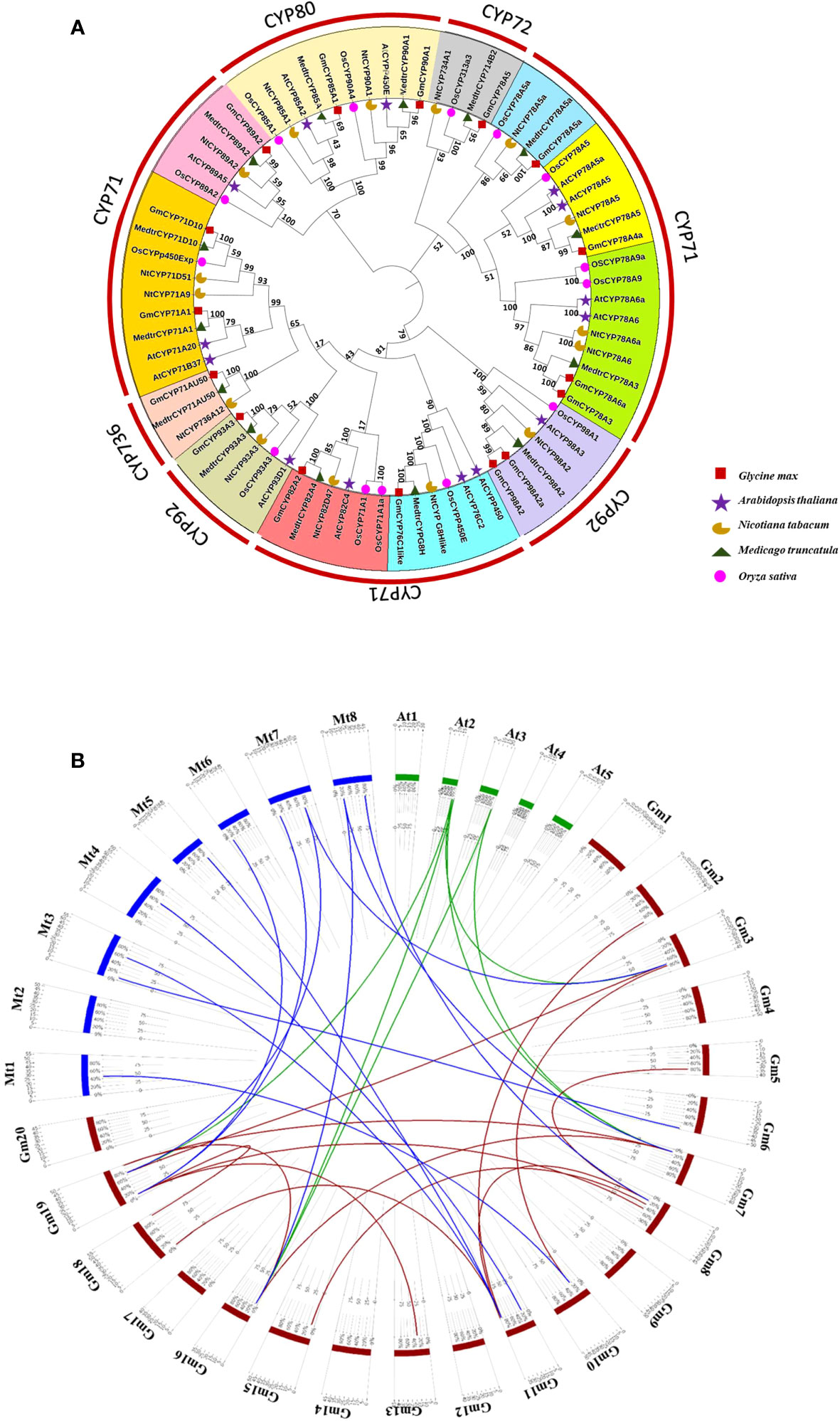 Frontiers | Comprehensive and evolutionary analysis of Spodoptera