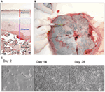 Frontiers | Placental Amniotic Epithelial Cells and Their Therapeutic ...