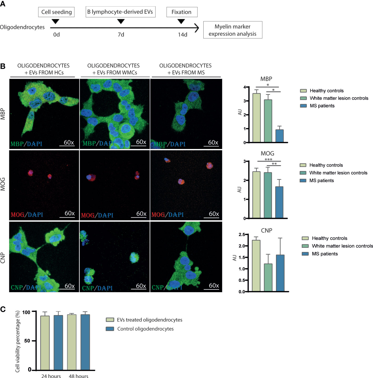 Frontiers | Dual Role Of Peripheral B Cells In Multiple Sclerosis ...