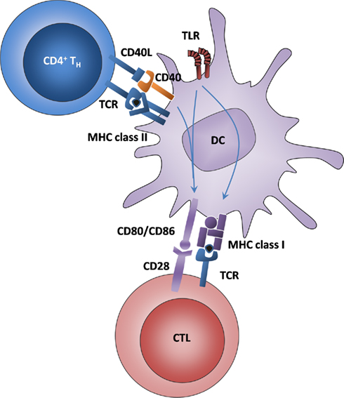 Frontiers | Chemokines: A New Dendritic Cell Signal for T Cell Activation