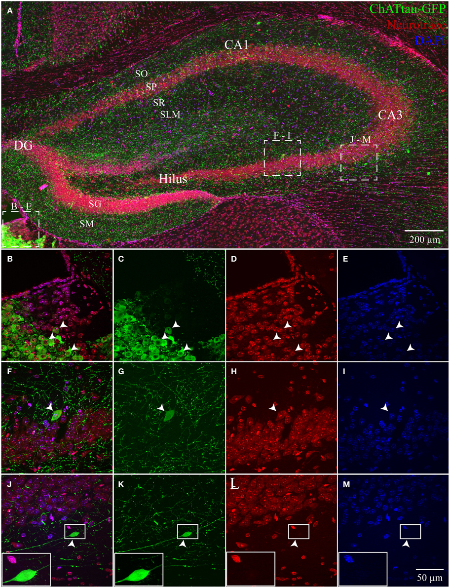 Frontiers Hippocampal Cholinergic Interneurons Visualized With The Choline Acetyltransferase Promoter Anatomical Distribution Intrinsic Membrane Properties Neurochemical Characteristics And Capacity For Cholinergic Modulation Frontiers In