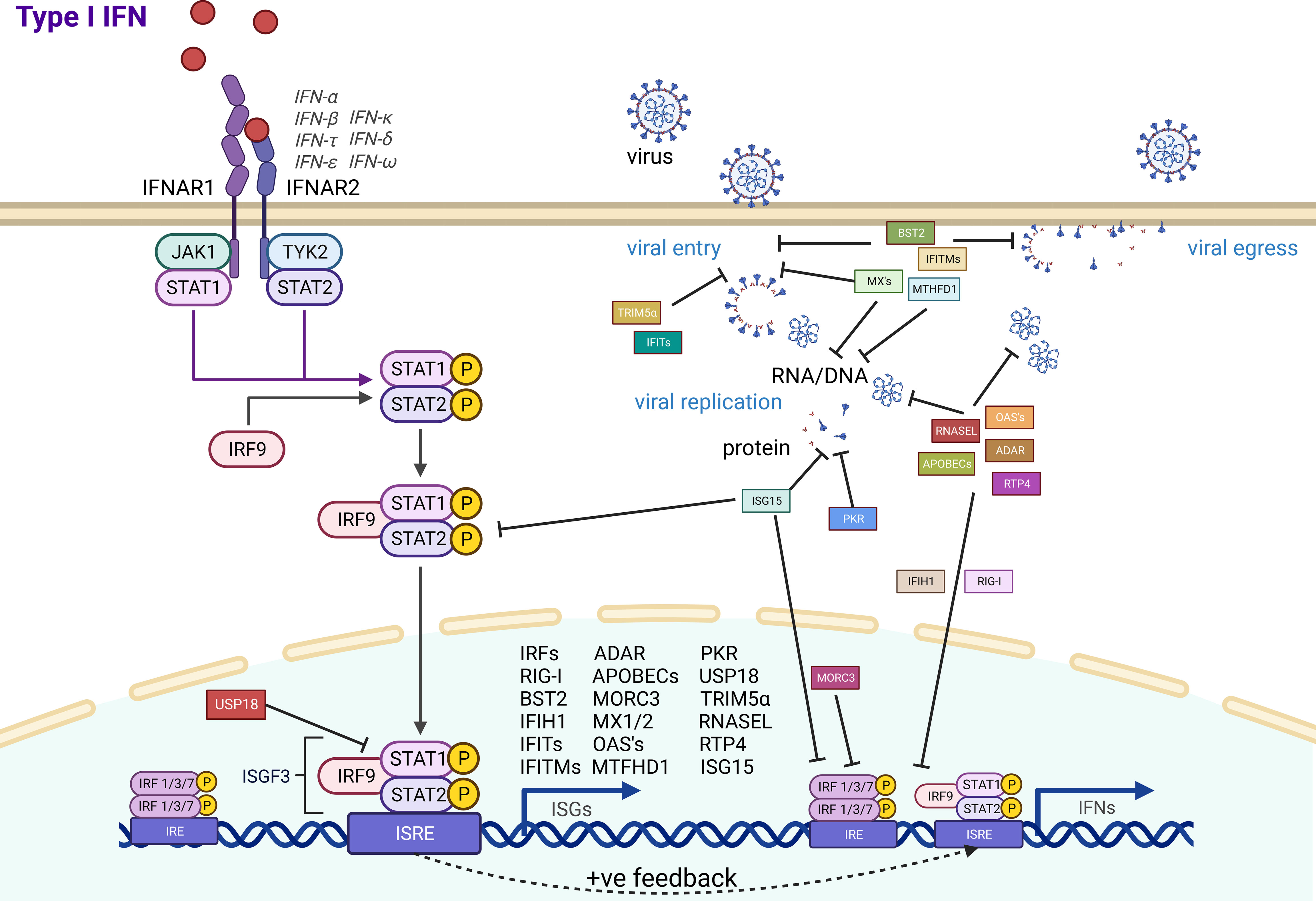 Loop de loop: viral RNA evades IFIT1 targeting: Trends in Microbiology