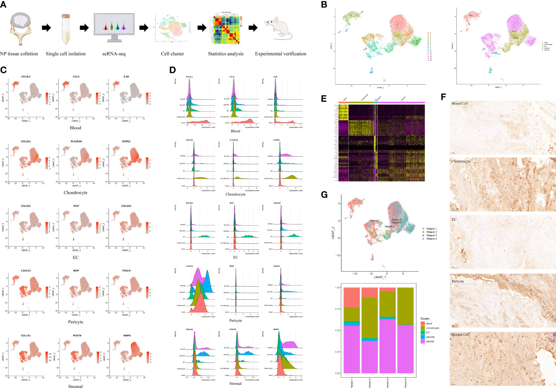 Frontiers | Single-cell RNA-seq analysis reveals that immune cells