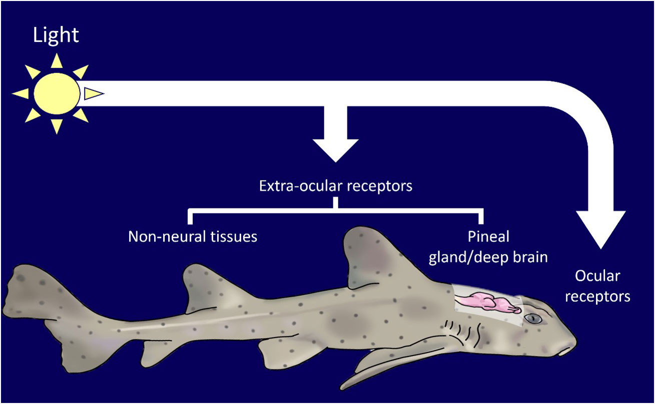 Catch And Release Shark Fishing May Have Physiological And Behavioral  Impacts.