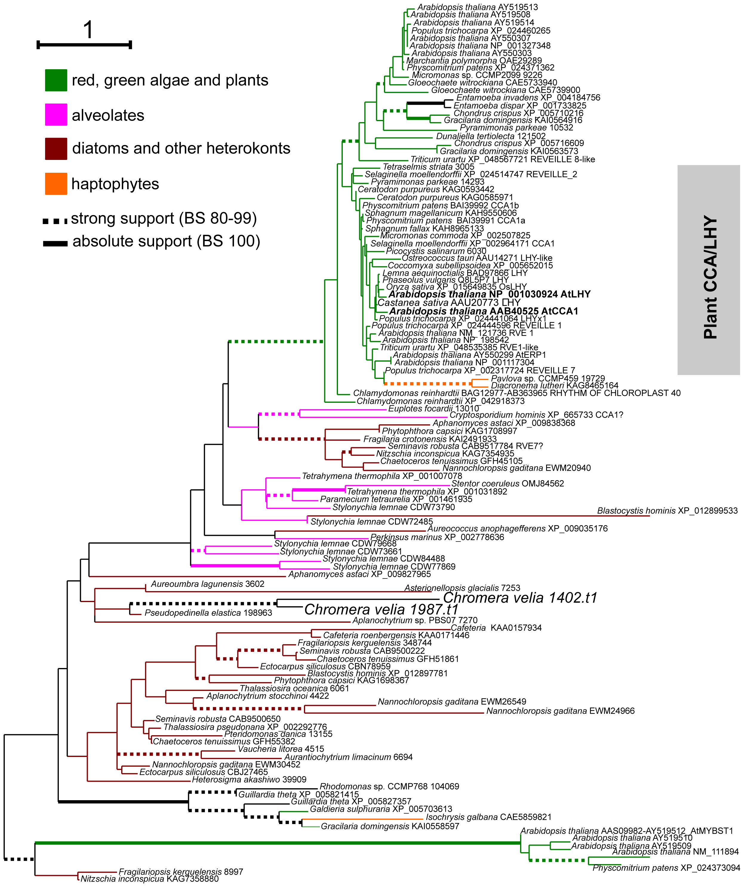 Ultrastructural characteristics of the type species Aureoumbra