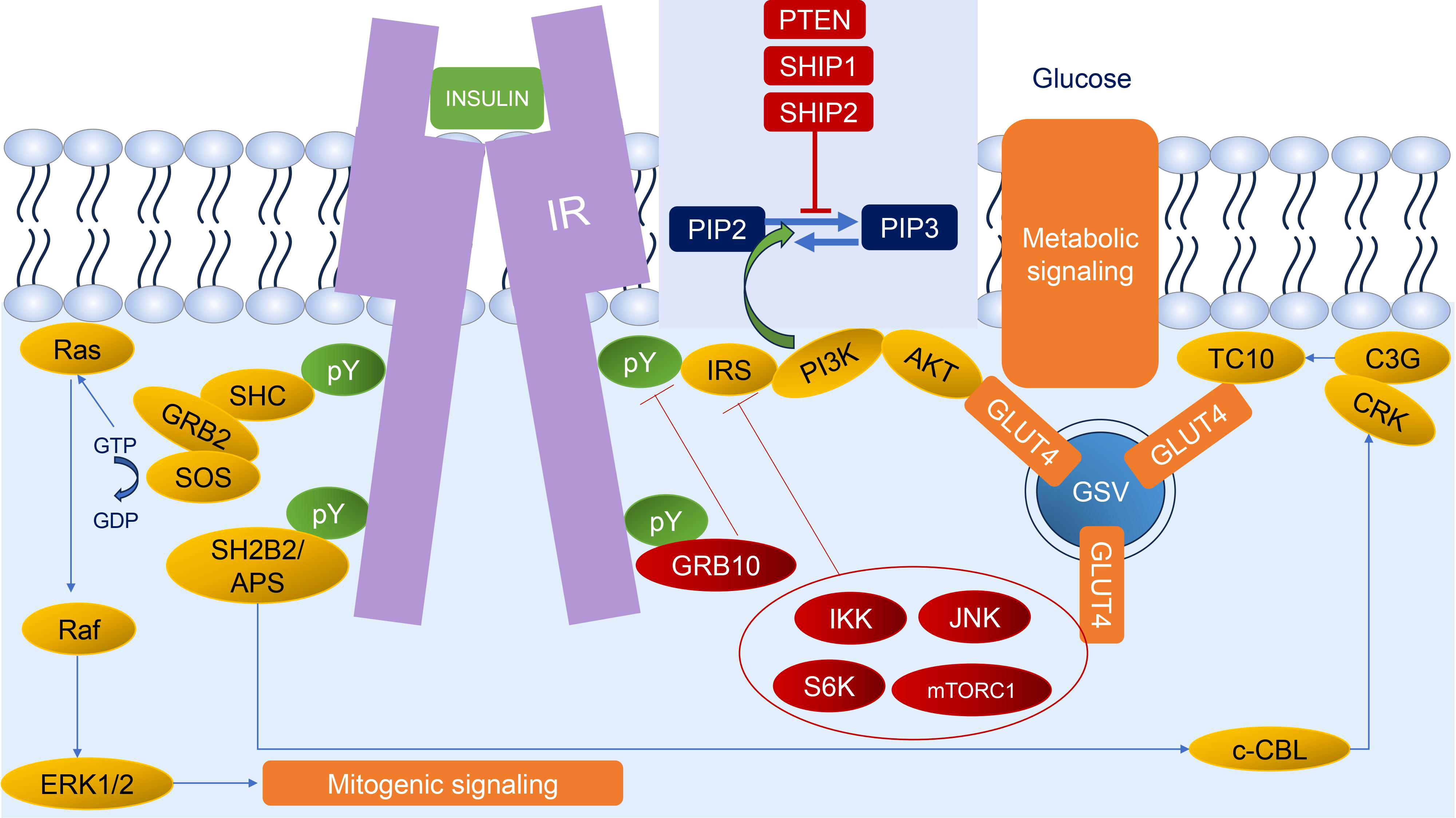 Converting Insulin-like Growth Factors 1 and 2 into High-Affinity Ligands  for Insulin Receptor Isoform A by the Introduction of an Evolutionarily  Divergent Mutation