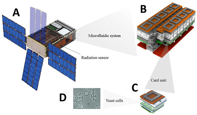 Figure 2 - (A) BioSentinel contains a radiation sensor, to measure space radiation, and microfluidic cards containing yeast cells, to monitor the effects of space radiation on living cells.