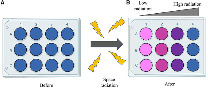 Figure 3 - (A) To monitor the response of yeast cells to radiation during the BioSentinel mission, a special blue dye is added to the microfluidic cards.