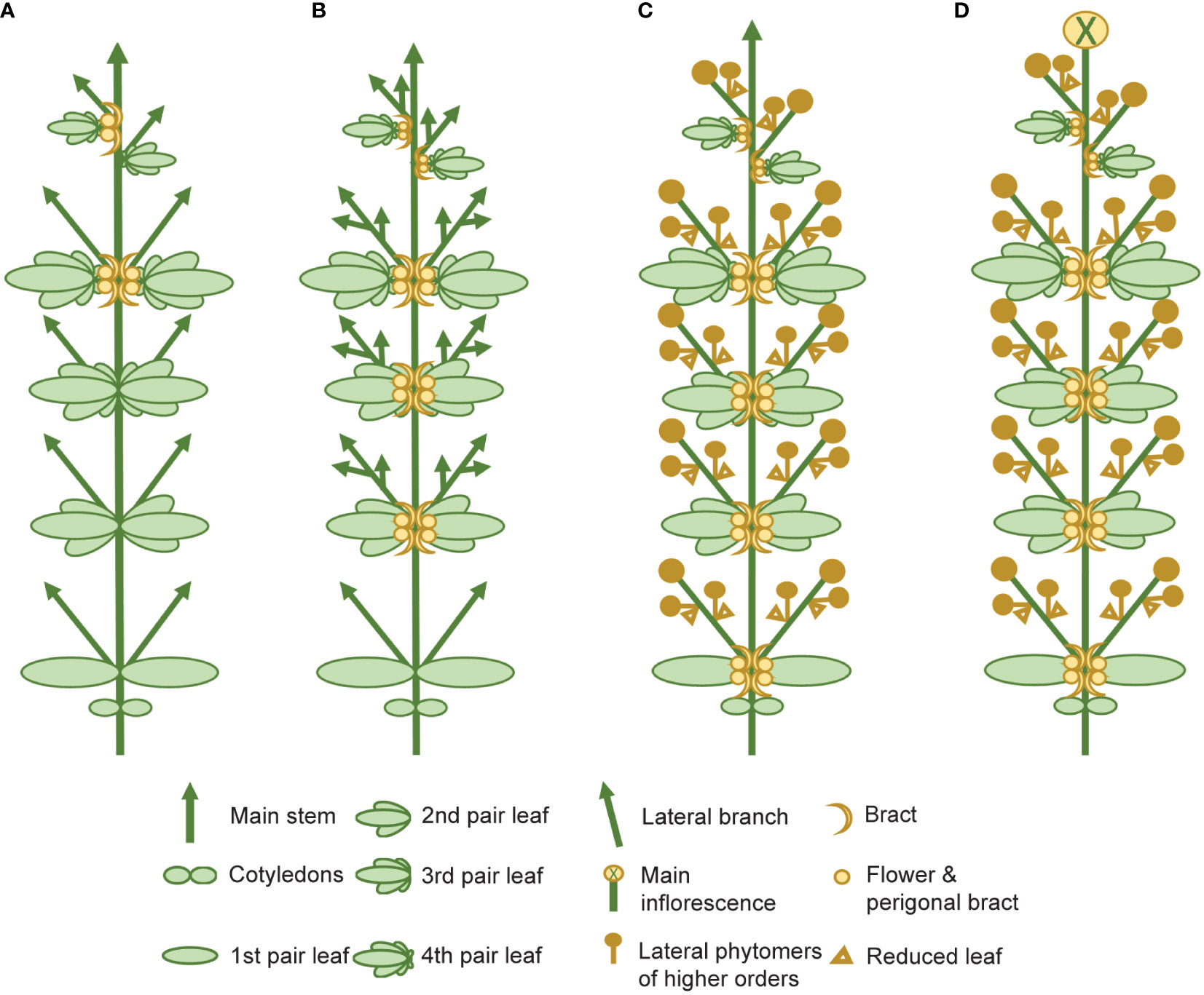 Frontiers | Comparative genomics of flowering behavior in Cannabis sativa