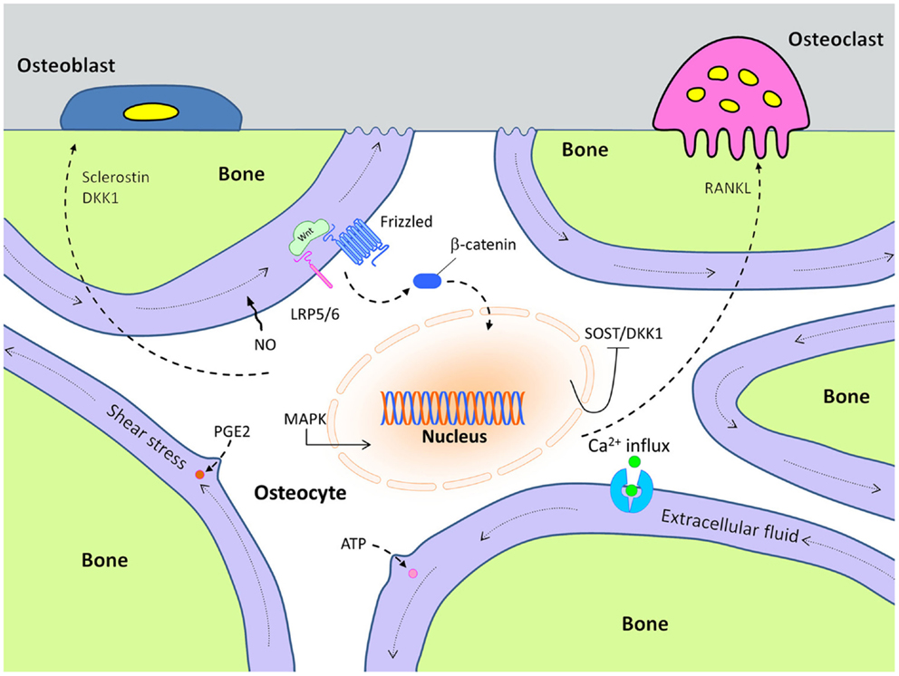 mechanisms of action in mechanically stimulated osteocytes