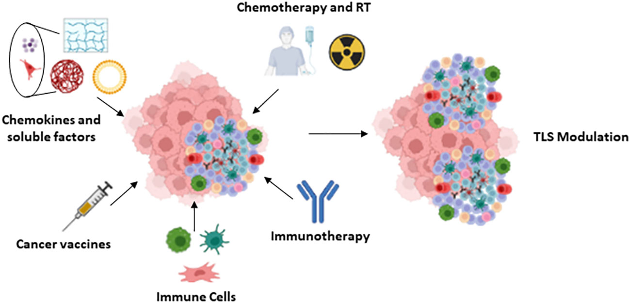 Tertiary lymphoid structures generate and propagate anti-tumor