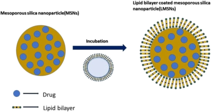 Inclusion of Hydrophobic Liquids in Silica Aerogel Microparticles in an  Aqueous Process: Microencapsulation and Extra Pore Creation
