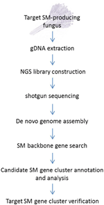 Frontiers | Next-generation sequencing approach for connecting ...