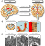 Frontiers | Development Of The Choroid Plexus And Blood-CSF Barrier ...