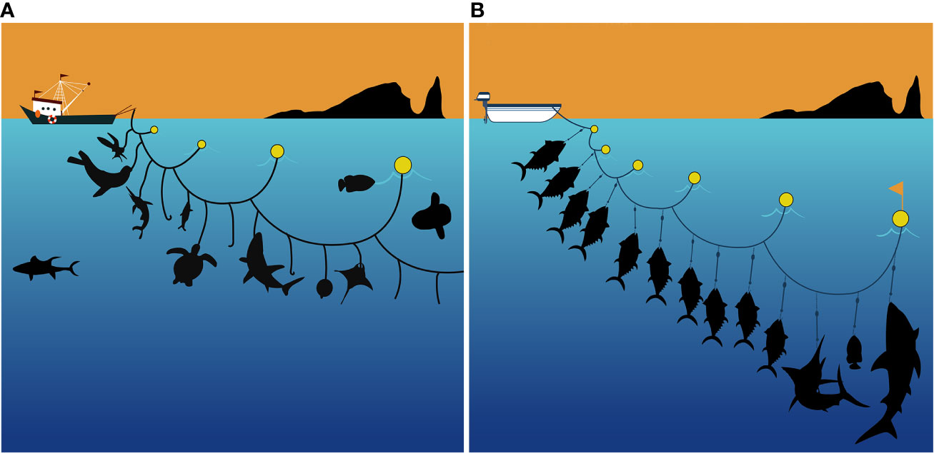 The shape of tuna longline gear: (a) conventional setting; (b) mid