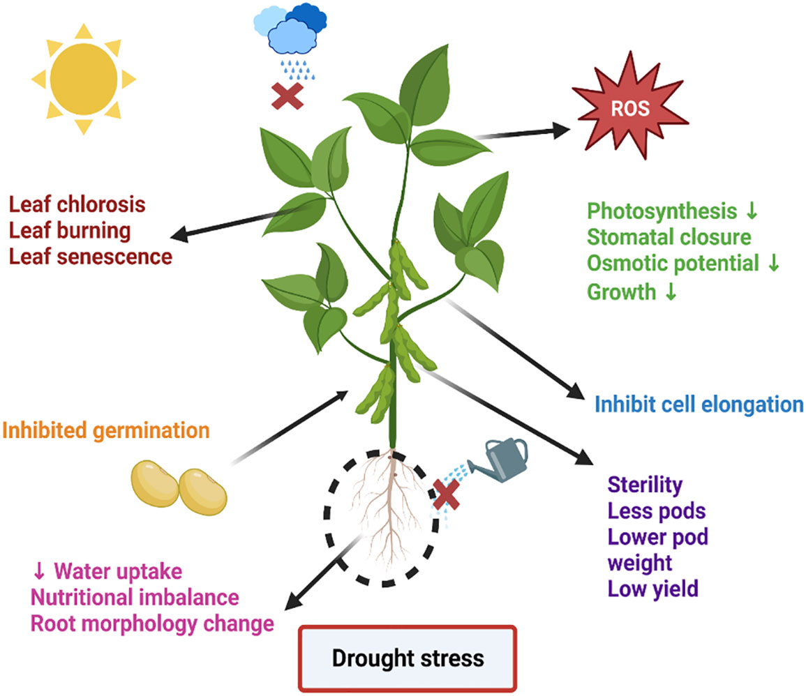 Frontiers | Phytohormonal modulation of the drought stress in soybean ...