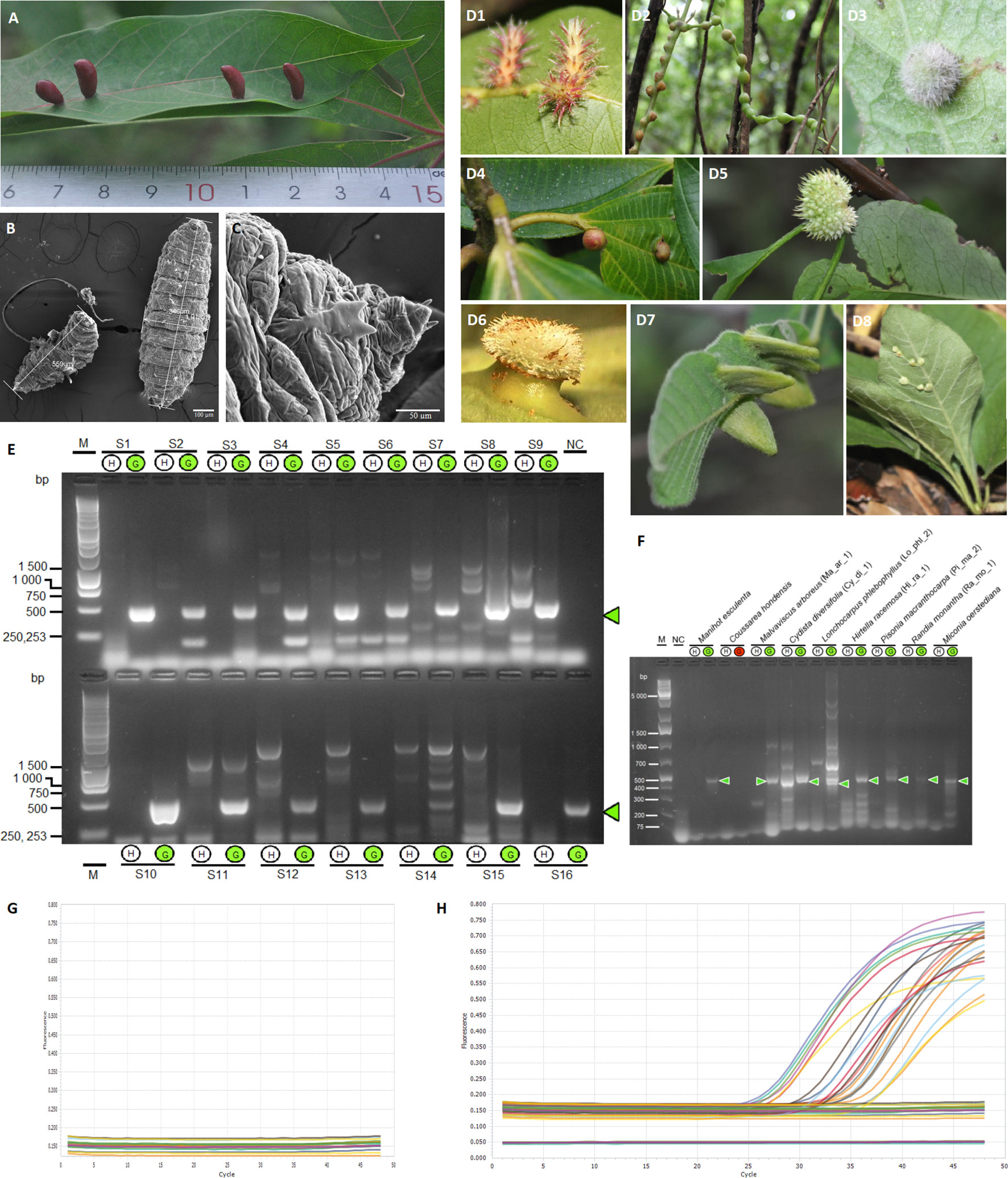 Frontiers  Microbiome and plant cell transformation trigger insect gall  induction in cassava