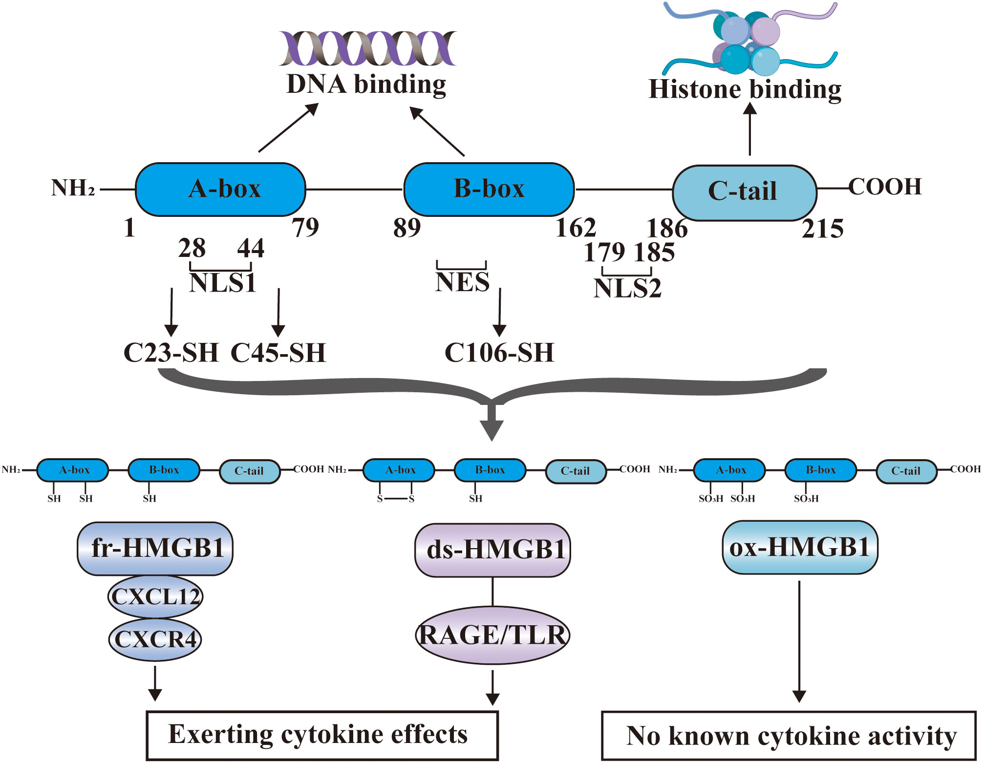 Frontiers | HMGB1: A Double-edged Sword And Therapeutic Target In The ...