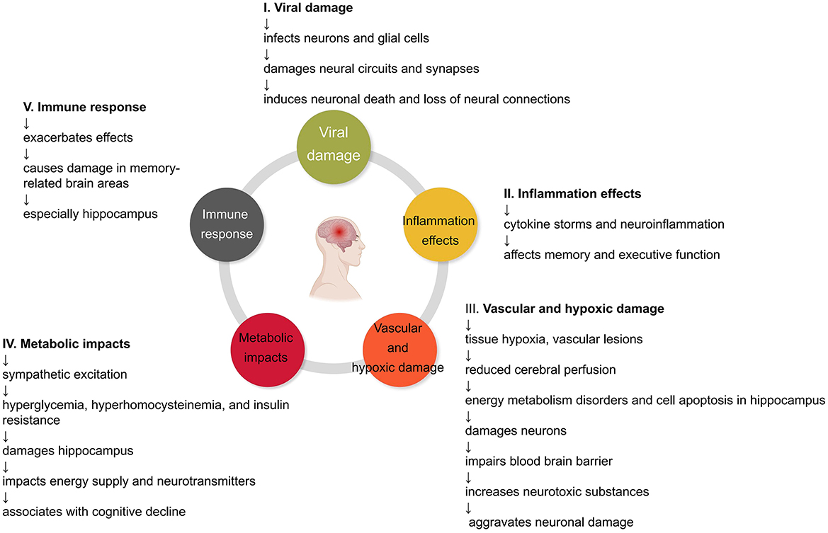 Frontiers  Trajectory of post-COVID brain fog, memory loss, and