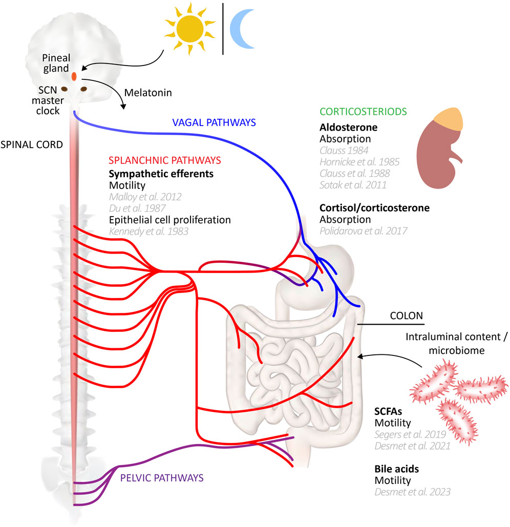 Frontiers | Circadian rhythms in colonic function