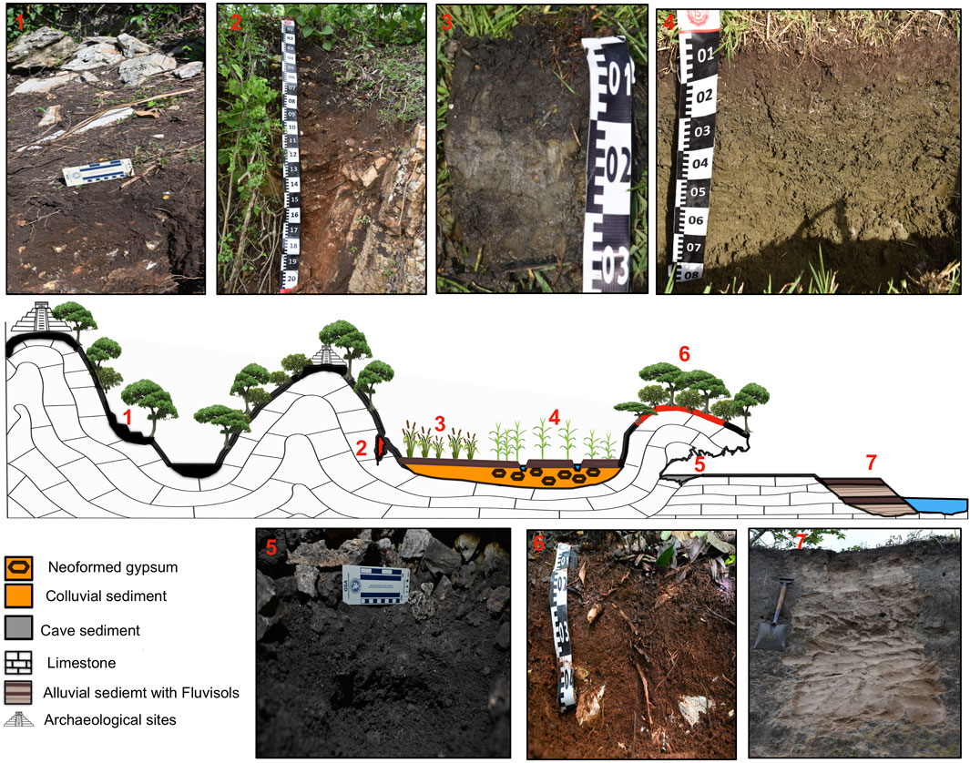 Frontiers  Soil toposequences, soil erosion, and ancient Maya