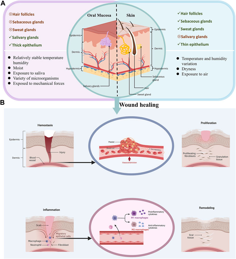 Frontiers  A Scarless Healing Tale: Comparing Homeostasis and Wound  Healing of Oral Mucosa With Skin and Oesophagus