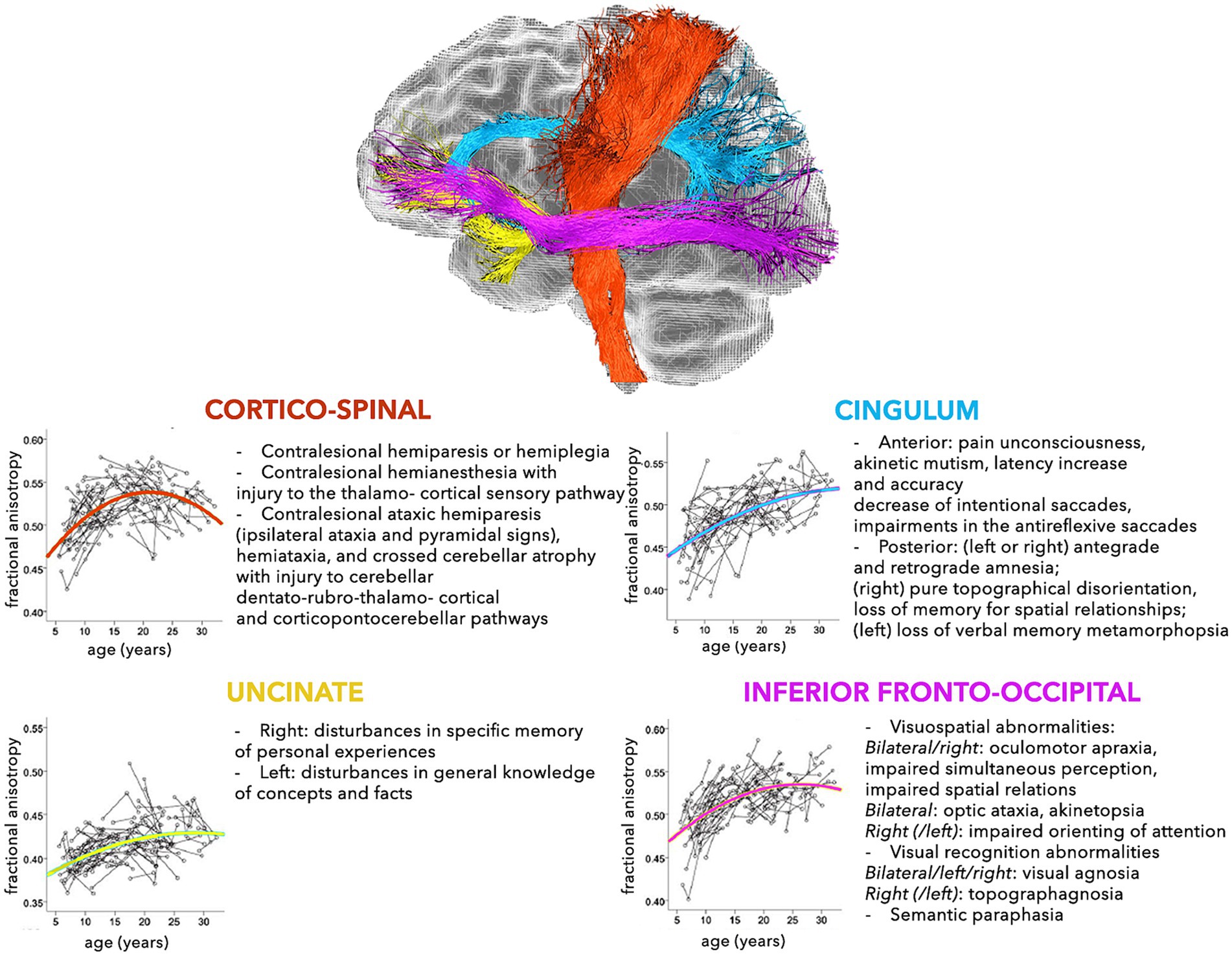 Frontiers  Structural networking of the developing brain: from maturation  to neurosurgical implications