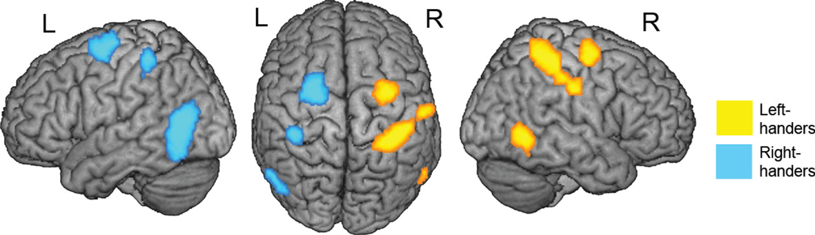 Your Left-Handed Brain · Frontiers for Young Minds