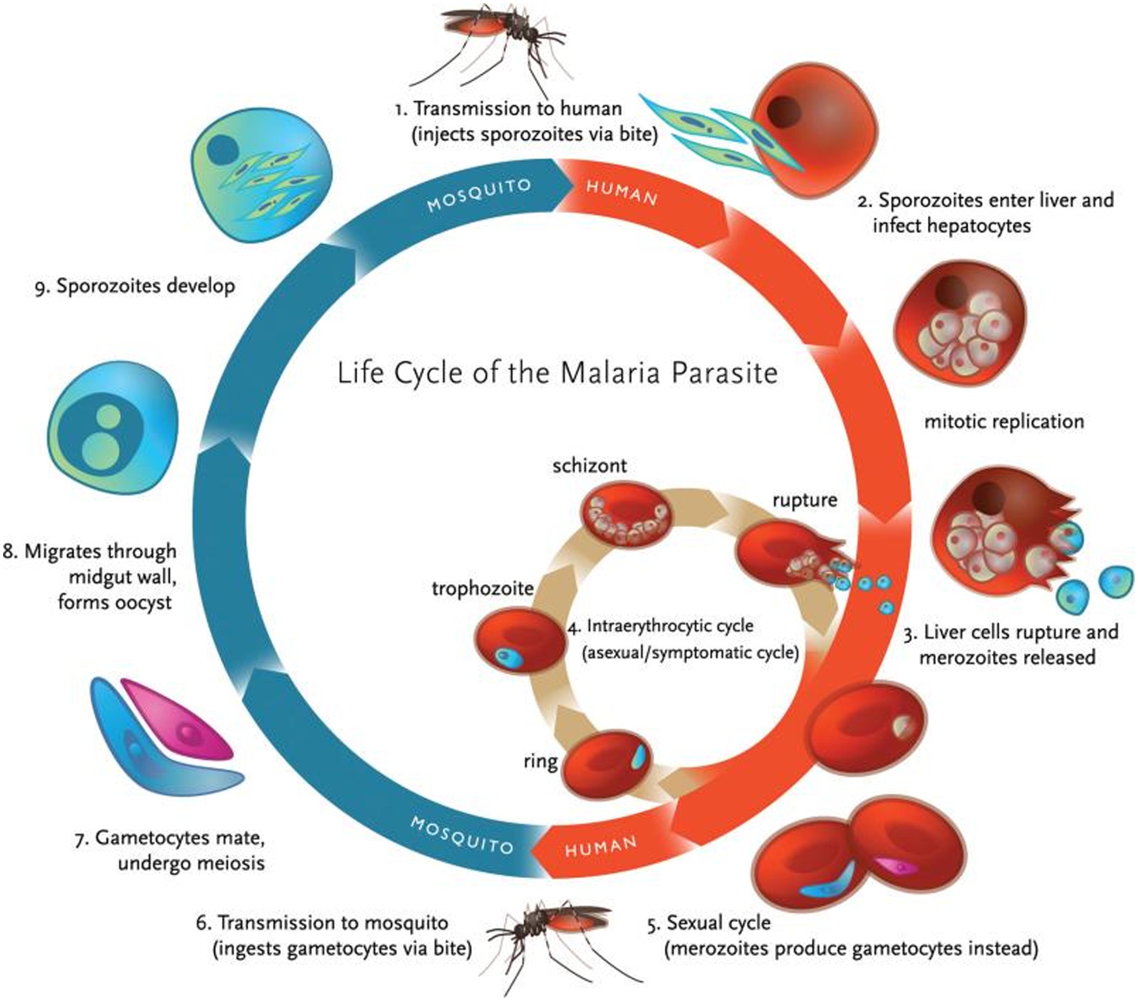 Siklus Plasmodium