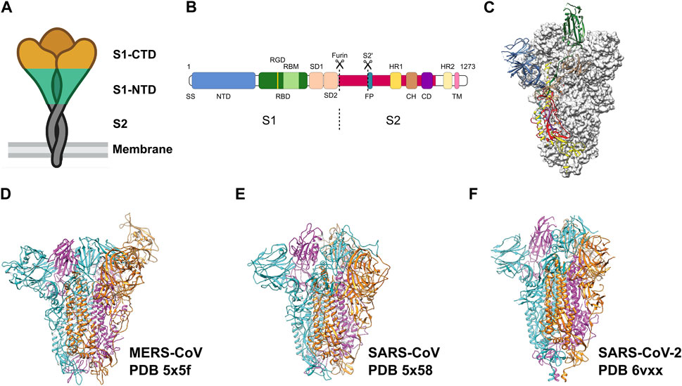 Imaging Coronavirus With Cryo-EM - BioTechniques