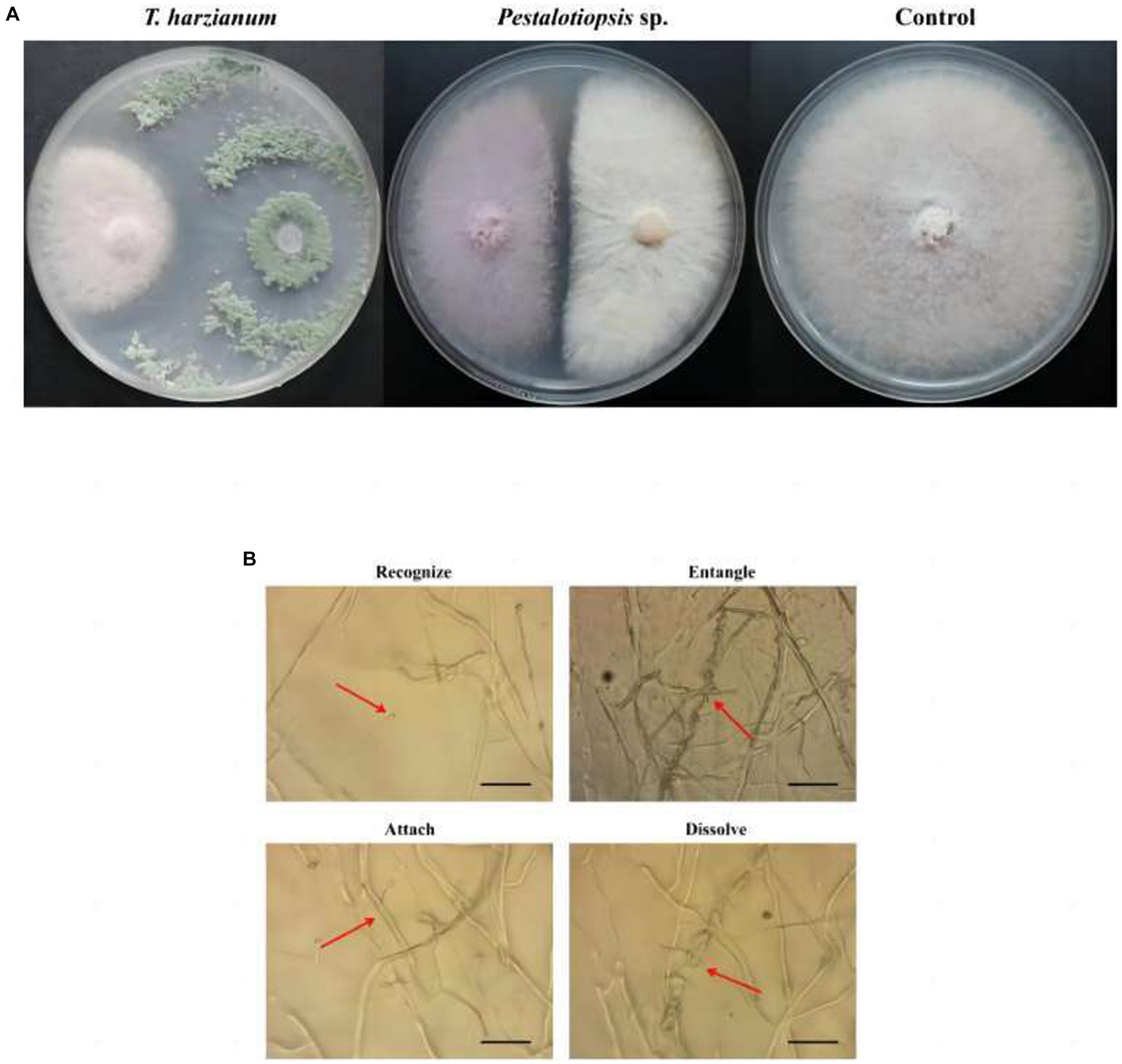 Frontiers  Characterization of fungal pathogens and germplasm