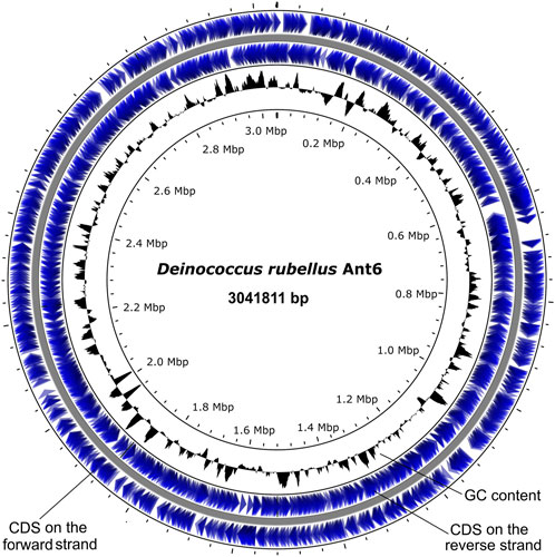 Deinococcus radiodurans nucleoid and distribution states of the